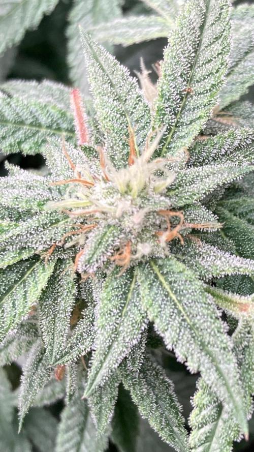 Rainbow Marker #6 (LIT Farms). Week 7