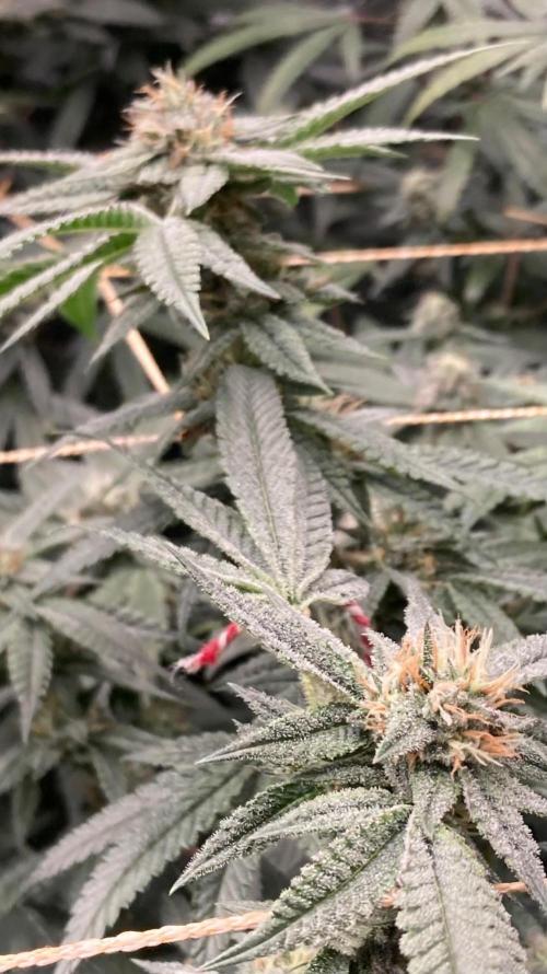 Rainbow Marker #6 (LIT Farms). Week 7