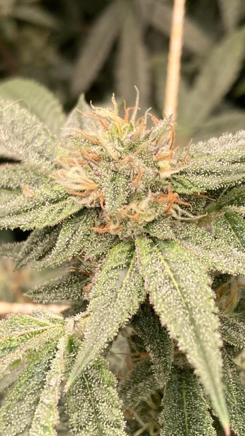 Rainbow Marker #6 (LIT Farms). Week 7