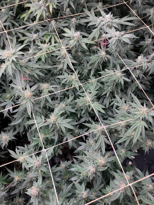 Rainbow Marker #6 (LIT Farms). Week 7