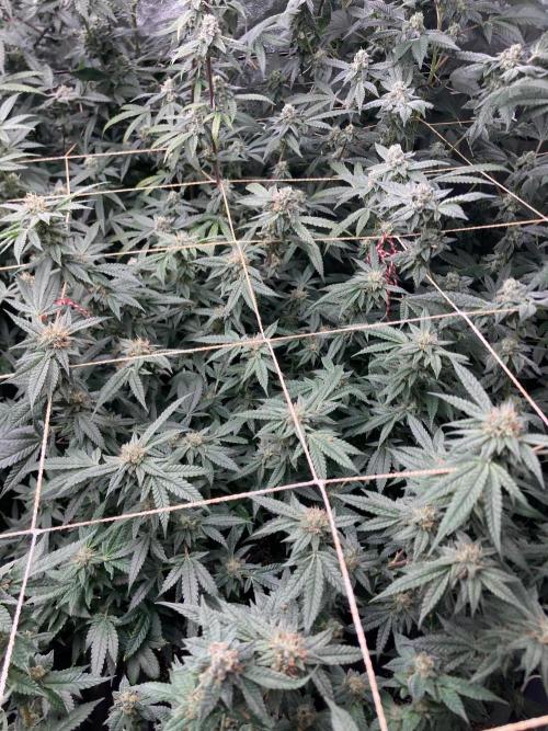 Rainbow Marker #6 (LIT Farms). Week 7