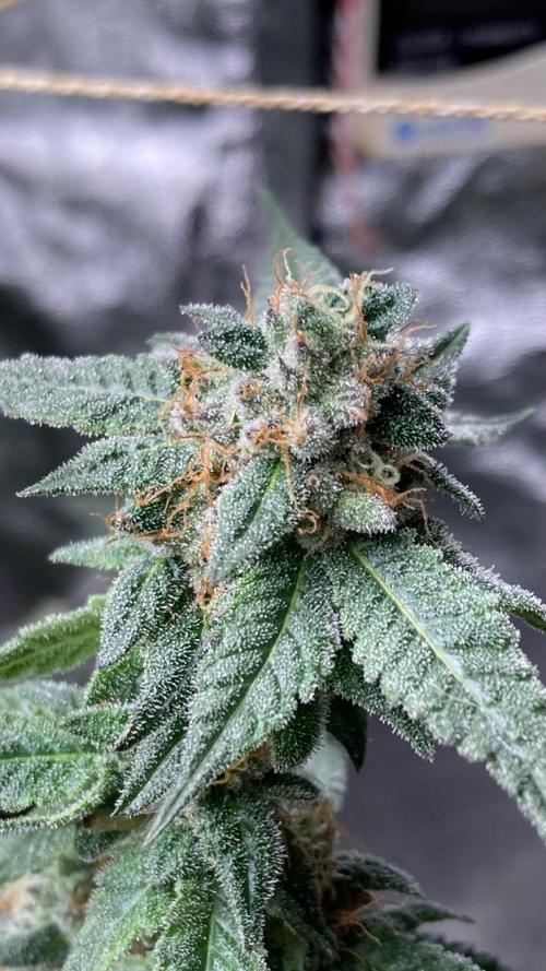 Do-lato V2 (In House Genetics). Week 24