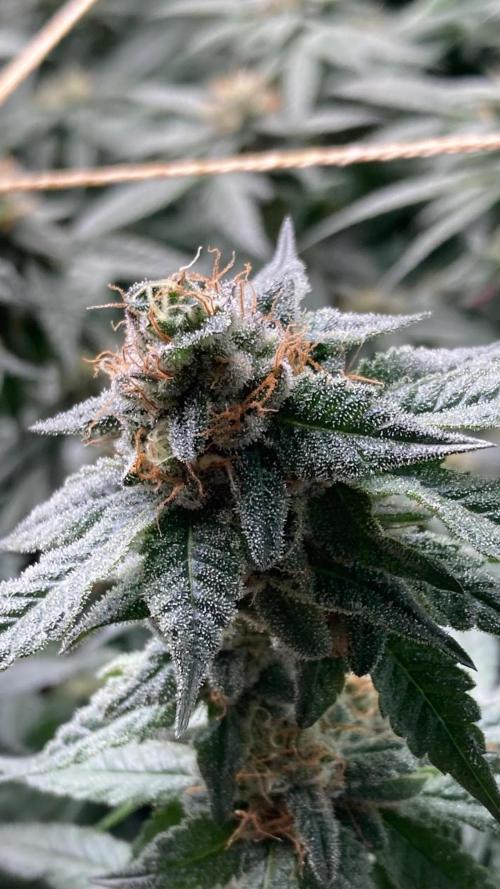 Do-lato V2 (In House Genetics). Week 24