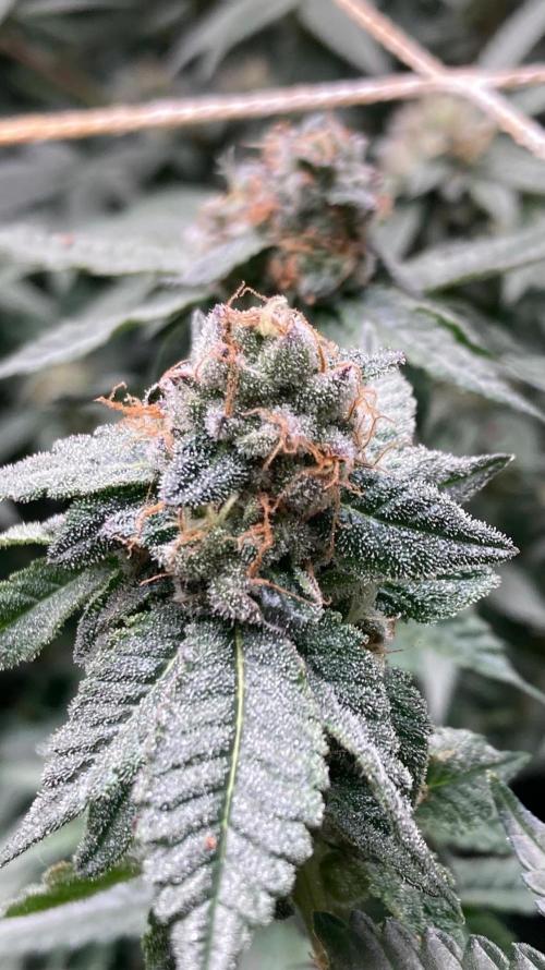 Do-lato V2 (In House Genetics). Week 24