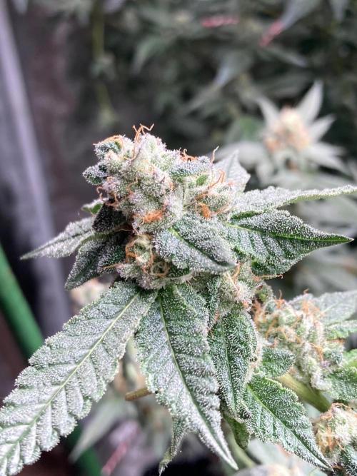 Do-lato V2 (In House Genetics). Week 24