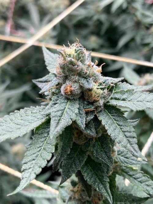 Do-lato V2 (In House Genetics). Week 24