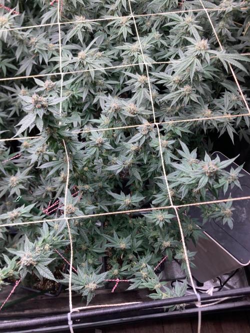 Do-lato V2 (In House Genetics). Week 24