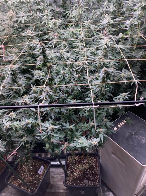 Do-lato V2 (In House Genetics). Week 24