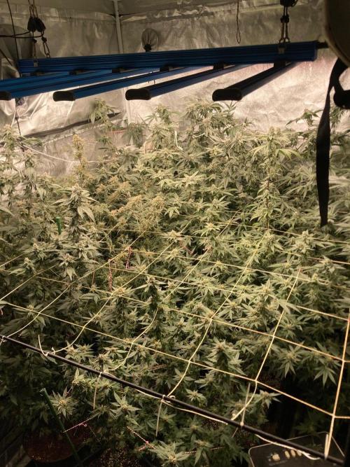 Do-lato V2 (In House Genetics). Week 24
