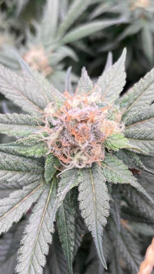 Blackcherry Punch Clones (In House Gen). Week 7