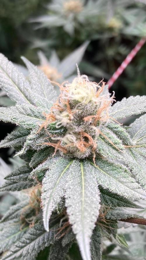 Blackcherry Punch Clones (In House Gen). Week 7