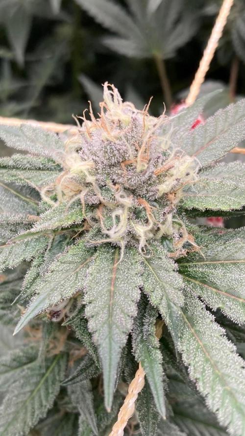 Blackcherry Punch Clones (In House Gen). Week 7