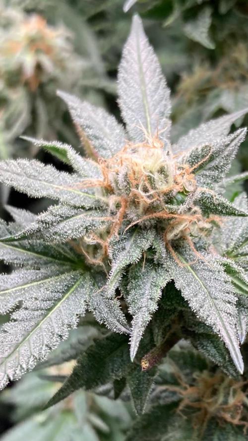 Blackcherry Punch Clones (In House Gen). Week 7