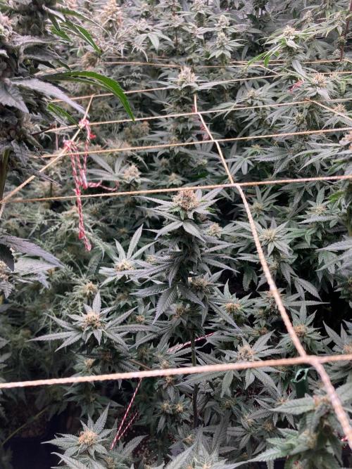 Blackcherry Punch Clones (In House Gen). Week 7