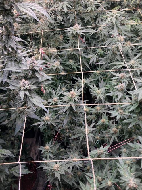 Blackcherry Punch Clones (In House Gen). Week 7