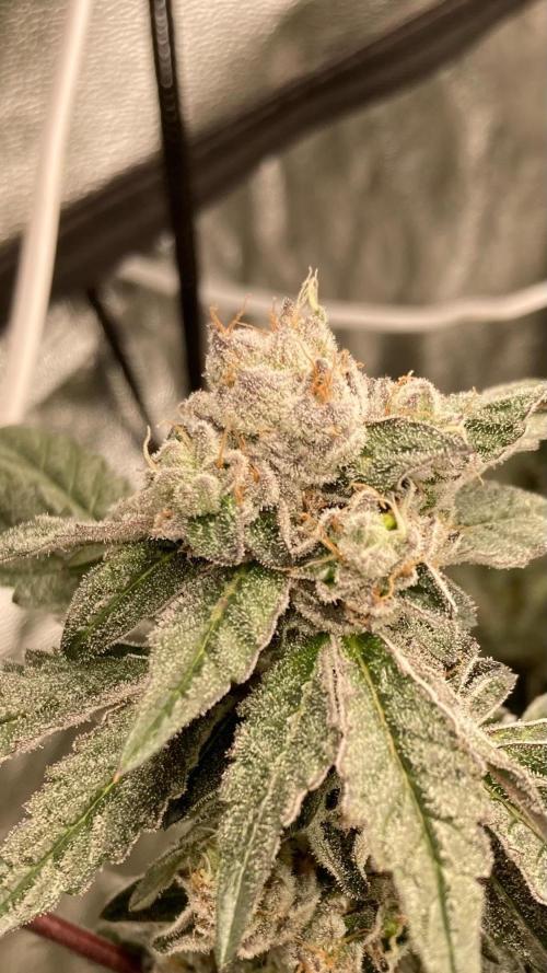 Final Chrome Dome Clone (Compound ). Week 7