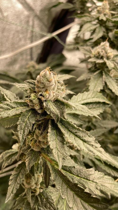 Final Chrome Dome Clone (Compound ). Week 7