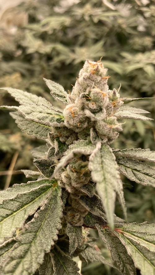 Final Chrome Dome Clone (Compound ). Week 7