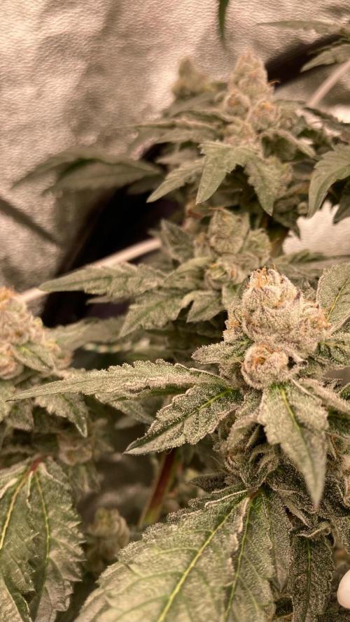 Final Chrome Dome Clone (Compound ). Week 7