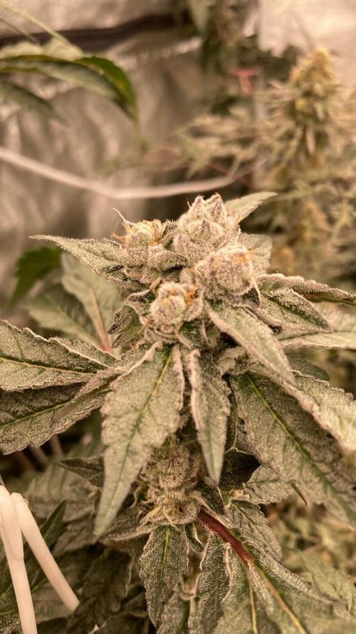 Final Chrome Dome Clone (Compound ). Week 7