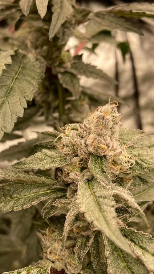 Final Chrome Dome Clone (Compound ). Week 7