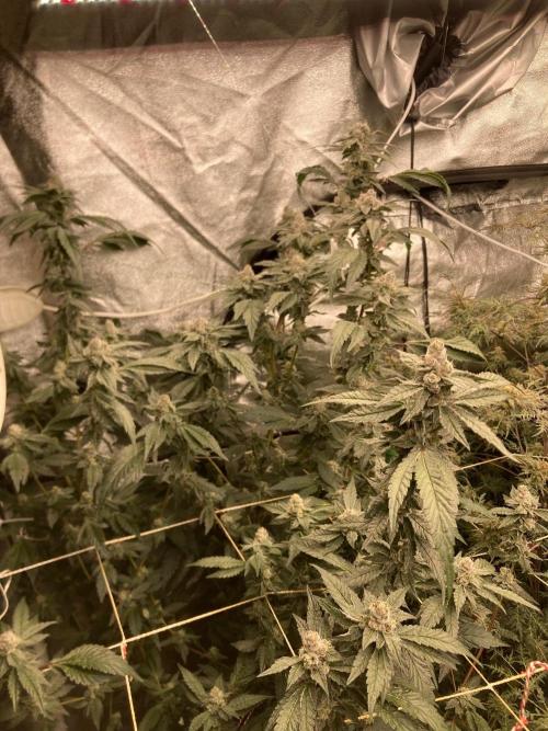 Final Chrome Dome Clone (Compound ). Week 7