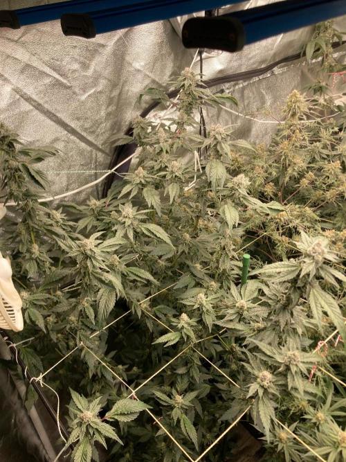 Final Chrome Dome Clone (Compound ). Week 7