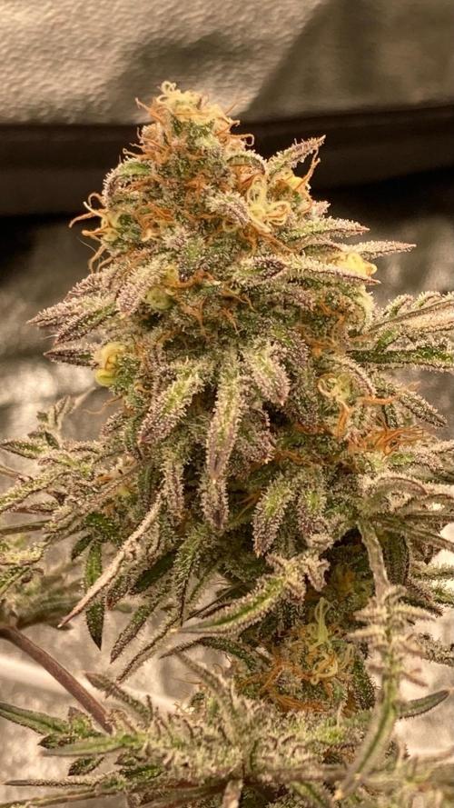 Frosty’s Purple Freak (Khalifa). Week 21