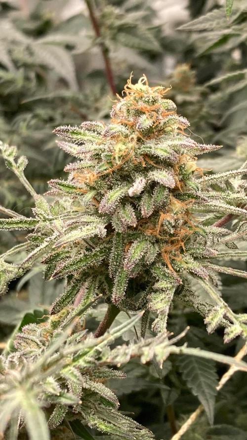 Frosty’s Purple Freak (Khalifa). Week 21