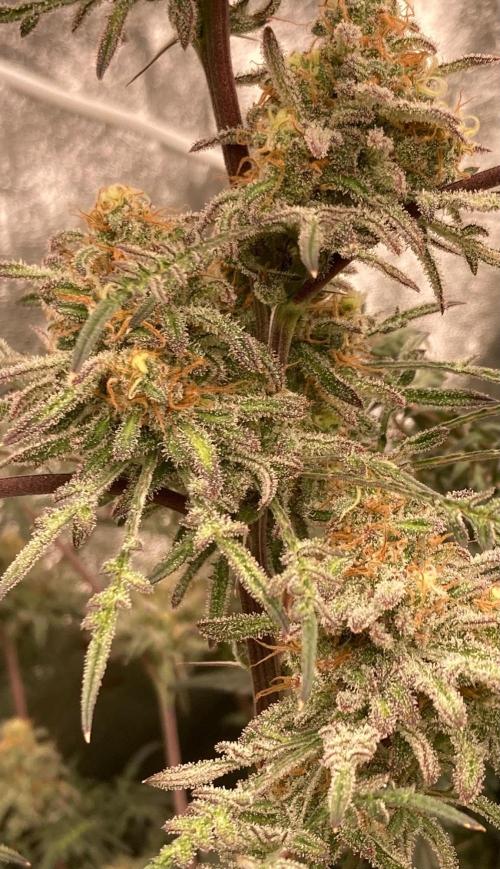 Frosty’s Purple Freak (Khalifa). Week 21