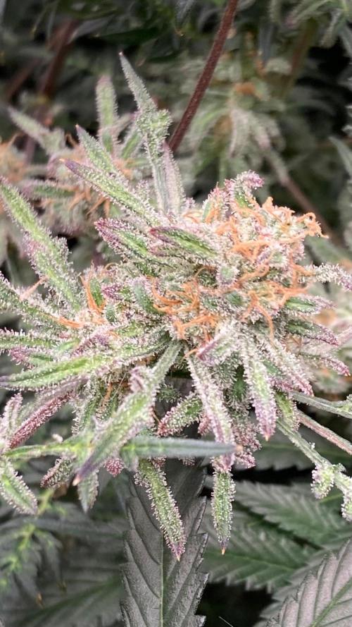 Frosty’s Purple Freak (Khalifa). Week 21