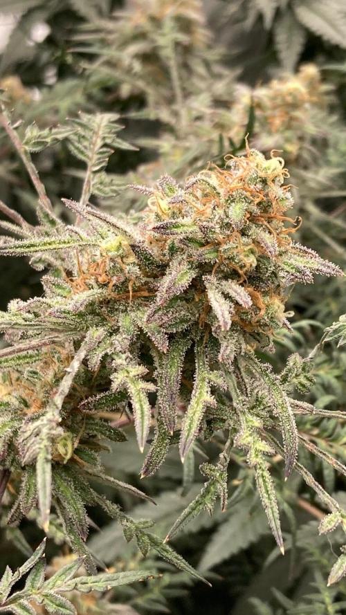 Frosty’s Purple Freak (Khalifa). Week 21