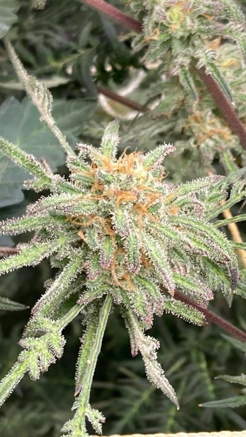 Frosty’s Purple Freak (Khalifa). Week 21
