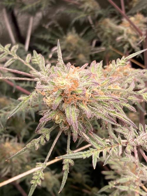 Frosty’s Purple Freak (Khalifa). Week 21