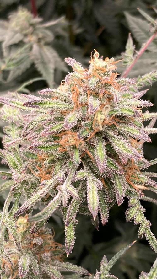 Frosty’s Purple Freak (Khalifa). Week 21