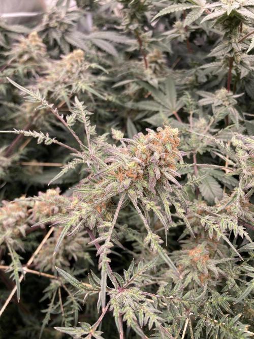 Frosty’s Purple Freak (Khalifa). Week 21