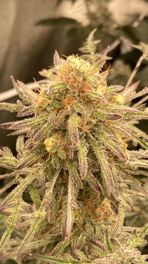 Frosty’s Purple Freak (Khalifa). Week 21