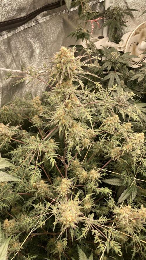 Frosty’s Purple Freak (Khalifa). Week 21