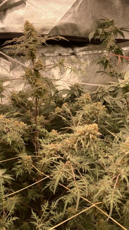 Frosty’s Purple Freak (Khalifa). Week 21