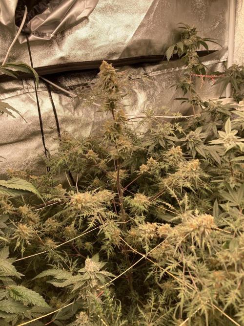 Frosty’s Purple Freak (Khalifa). Week 21