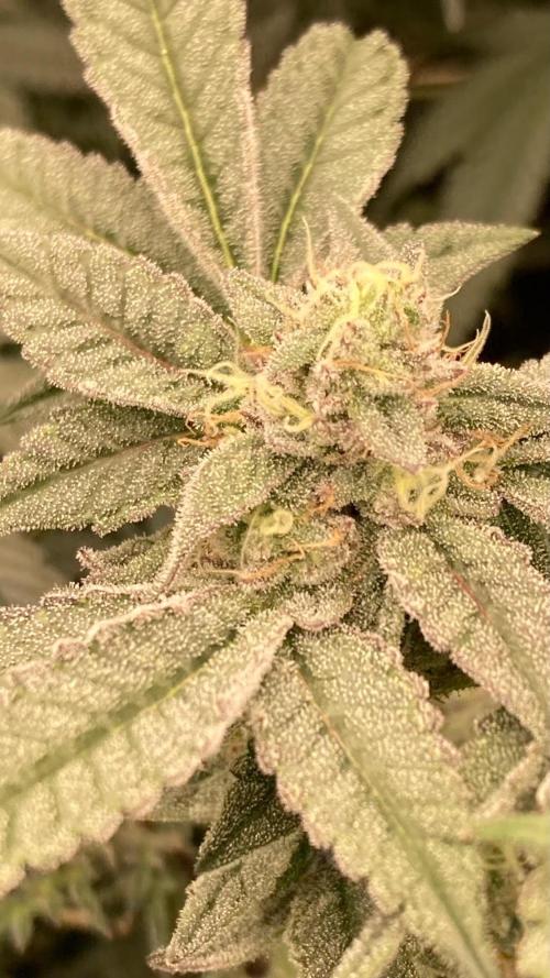Black Rainbow (LIT Farms). Week 24