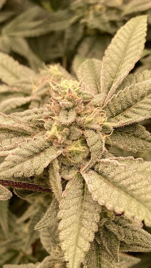 Black Rainbow (LIT Farms). Week 24
