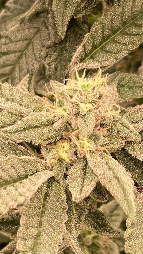 Black Rainbow (LIT Farms). Week 24
