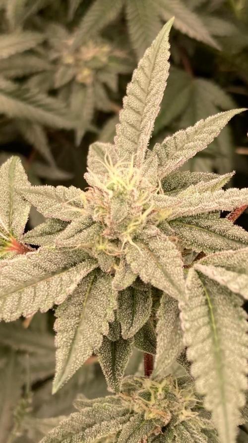 Black Rainbow (LIT Farms). Week 24