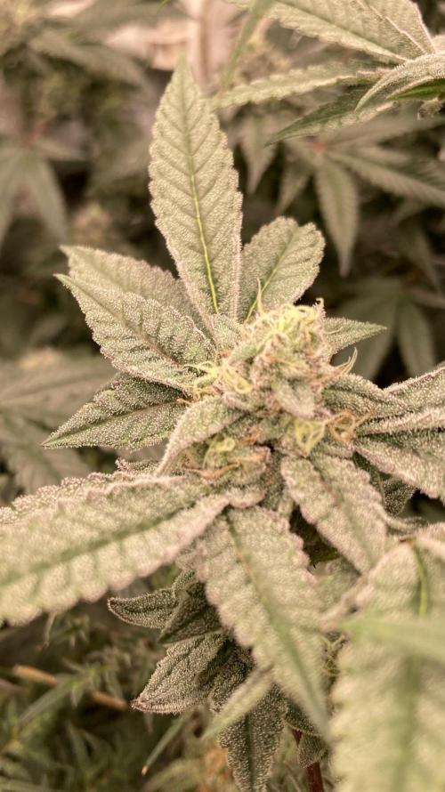 Black Rainbow (LIT Farms). Week 24