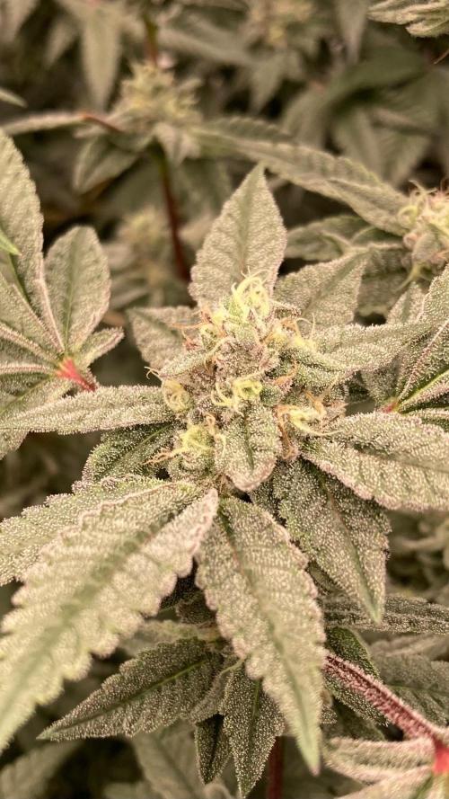 Black Rainbow (LIT Farms). Week 24