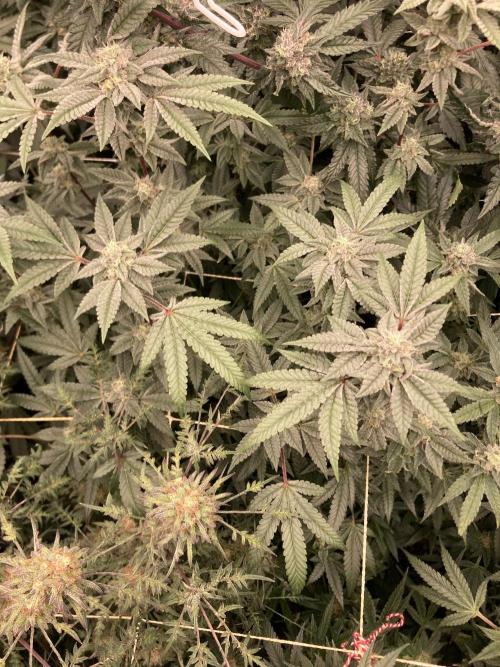 Black Rainbow (LIT Farms). Week 24