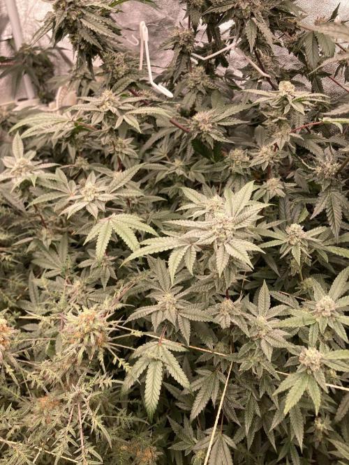 Black Rainbow (LIT Farms). Week 24