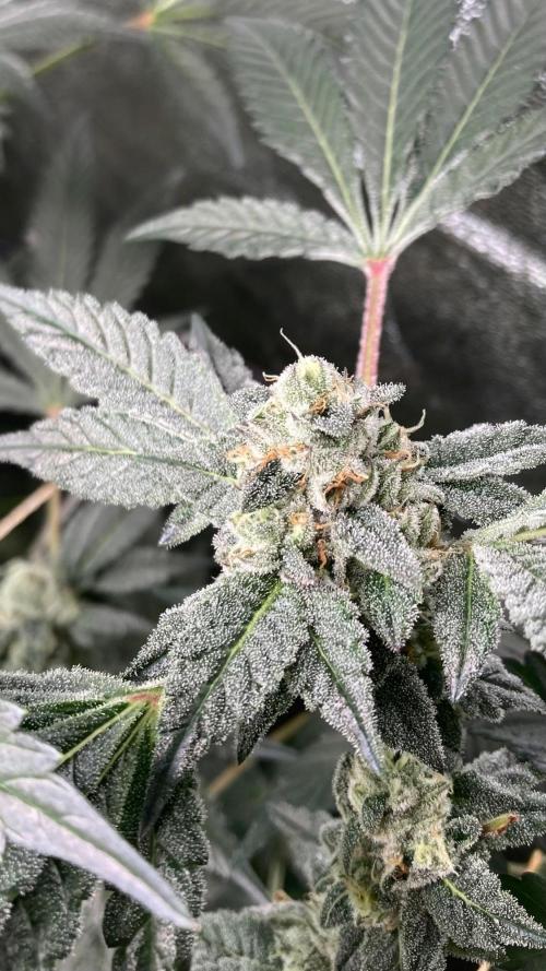 Rainbow Marker #2 (LIT Farms). Week 7