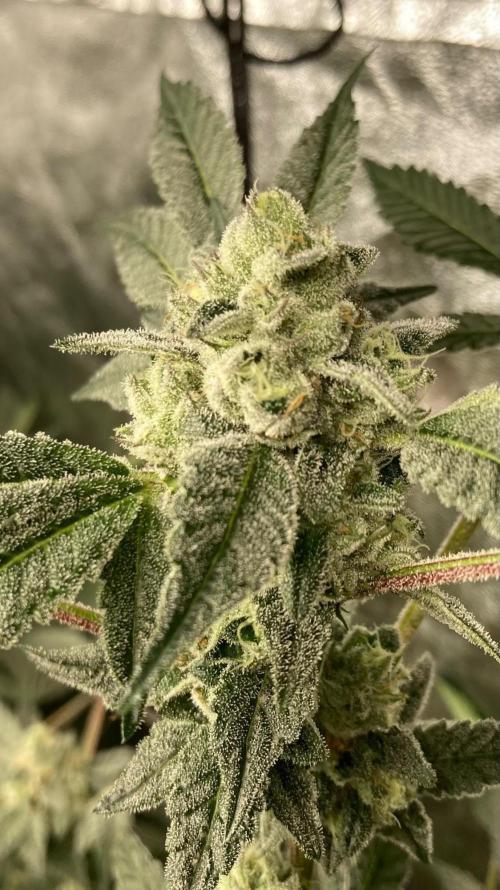 Rainbow Marker #2 (LIT Farms). Week 7
